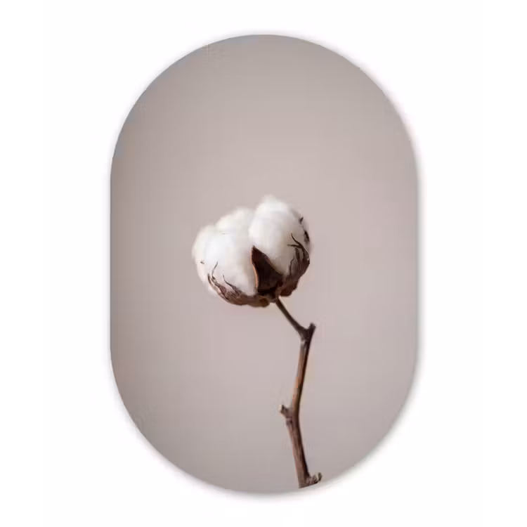 Katoenbol - Minimalistisch - Wit Wandcirkel Ovaal Forex klein -3d