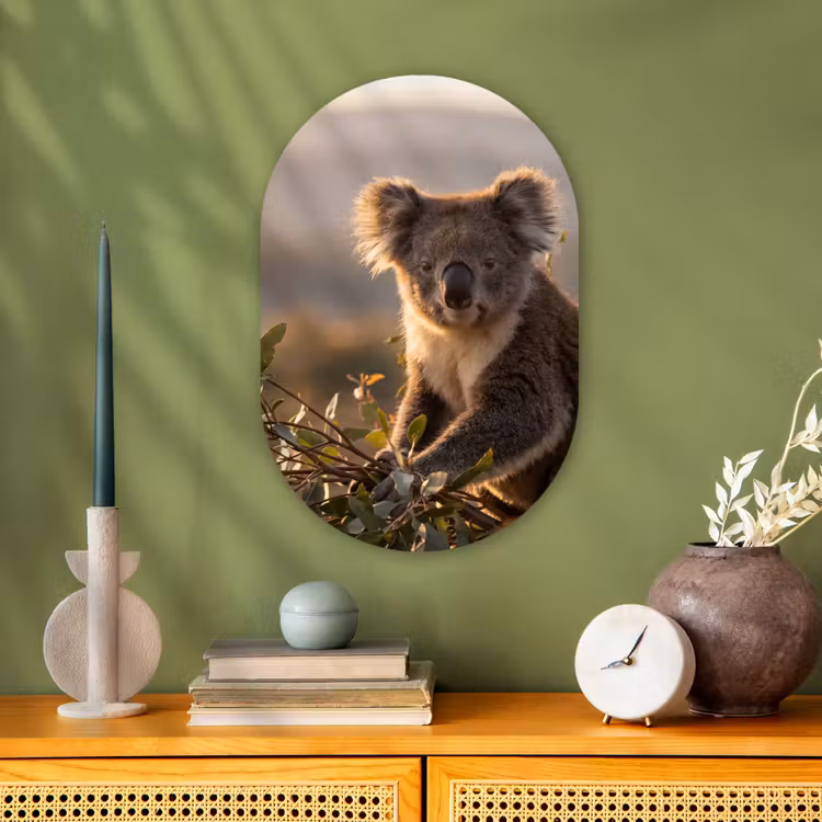 Koala - Bladeren - Ochtendlicht Wandcirkel Ovaal Forex klein -sfeer2