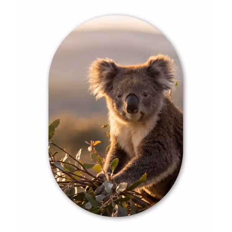 Koala - Bladeren - Ochtendlicht Wandcirkel Ovaal Forex klein -3d