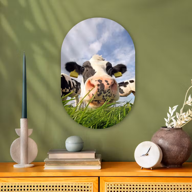 Koe - Boerderij - Gras - Dieren Wandcirkel Ovaal Forex klein -sfeer2