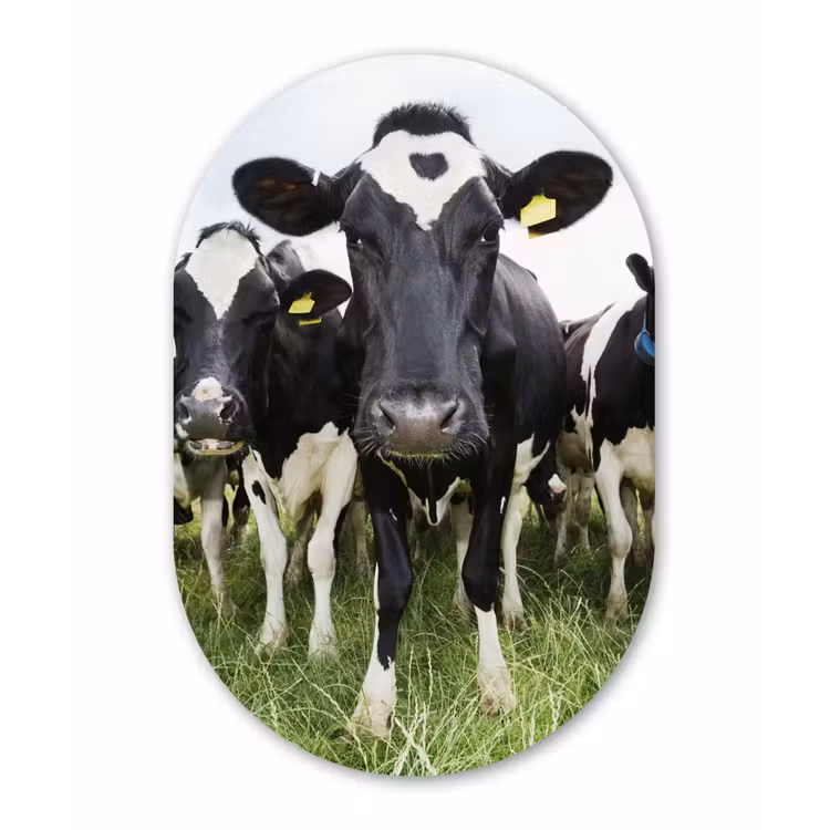 Koeien - Gras - Lente - Dieren - Weiland - Boerderij Wandcirkel Ovaal Forex klein -3d