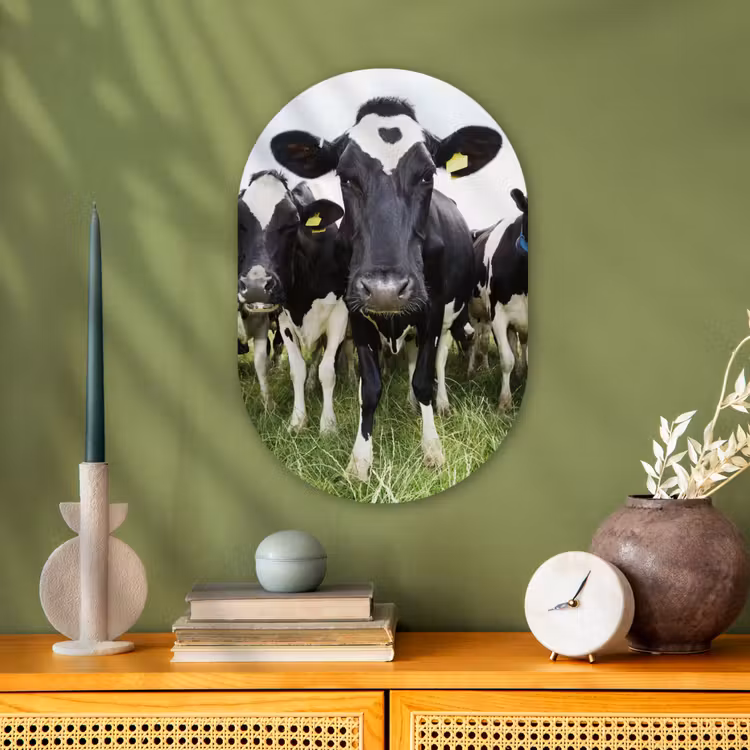 Koeien - Gras - Lente - Dieren - Weiland - Boerderij Wandcirkel Ovaal Forex klein -sfeer2