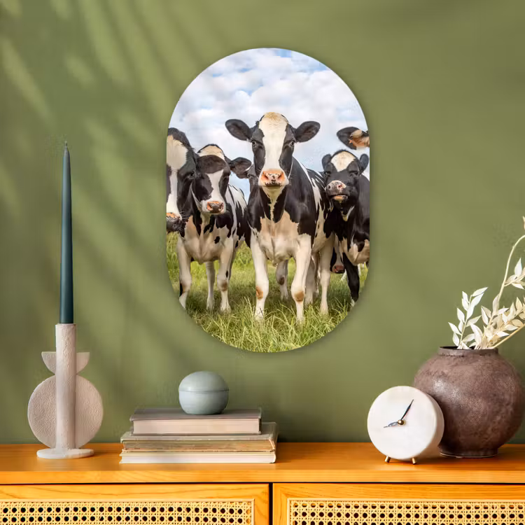 Koeien - Weiland - Dieren - Natuur - Gras Wandcirkel Ovaal Forex klein -sfeer2