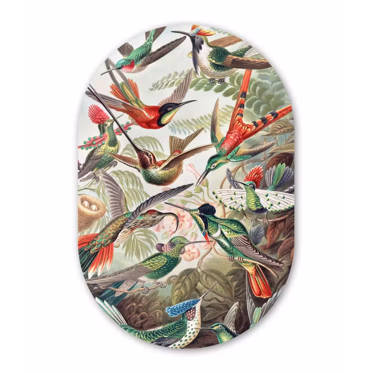 Kolibrie - Vintage - Ernst Haeckel - Vogels Wandcirkel Ovaal Forex klein -3d