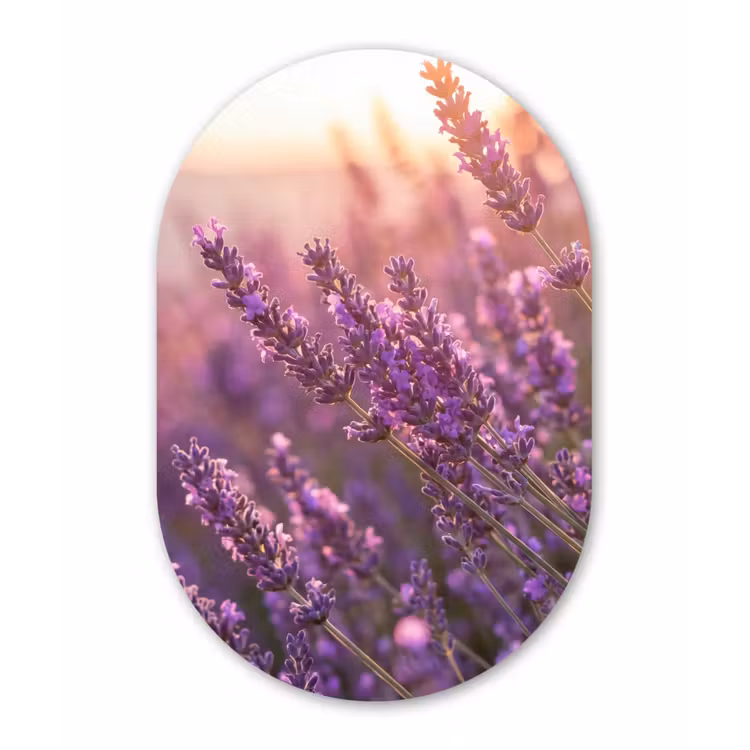 Lavendel - Paars - Zonlicht Wandcirkel Ovaal Forex klein -3d