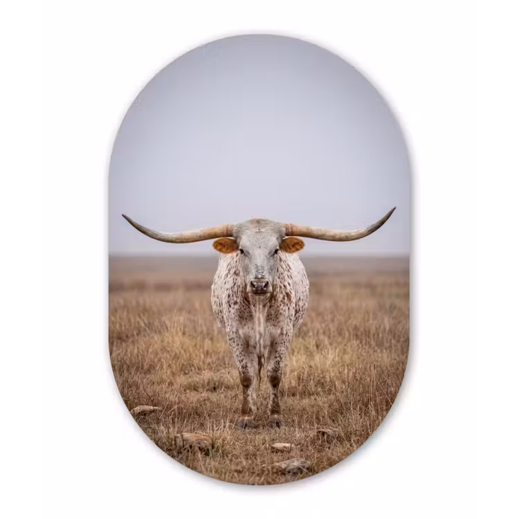 Longhorn - Grasveld - Dier Wandcirkel Ovaal Forex klein -3d