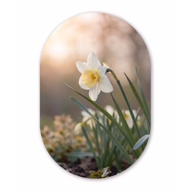 Narcis - Bloem - Minimalistisch Wandcirkel Ovaal Forex klein -3d