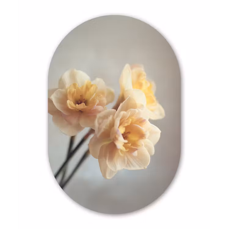 Narcissen - Geel - Bloemblaadjes Wandcirkel Ovaal Forex klein -3d