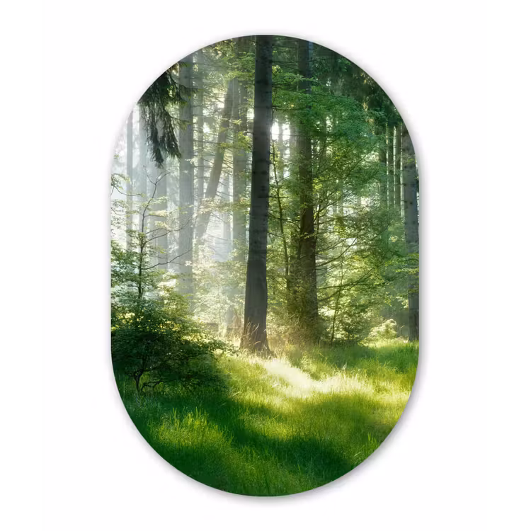 Natuur - Bomen - Bos - Groen - Zon - Gras - Planten Wandcirkel Ovaal Forex klein -3d