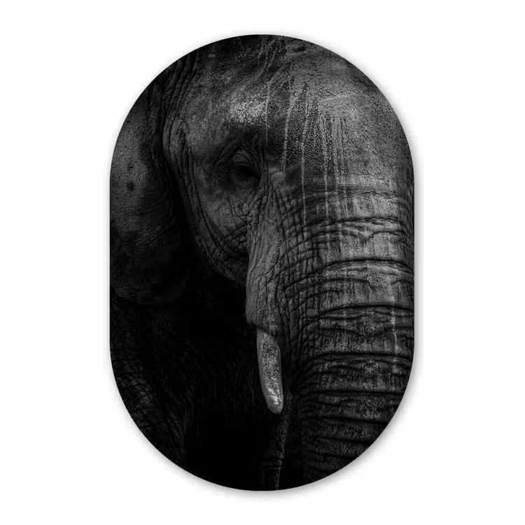 Olifant - Dier - Portret Wandcirkel Ovaal Forex klein -3d