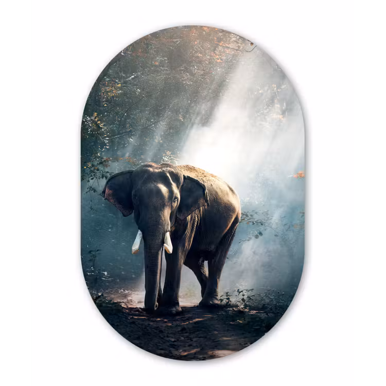 Olifant - Dieren - Licht - Bos - Natuur - Wilde dieren Wandcirkel Ovaal Forex klein -3d