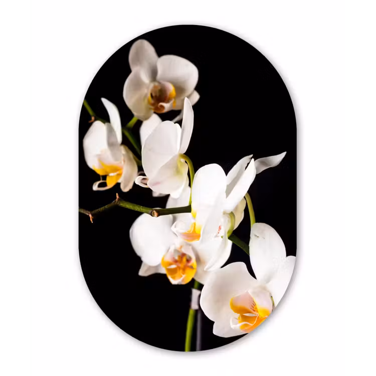 Orchidee - Bloemen - Planten - Botanisch Wandcirkel Ovaal Forex klein -3d