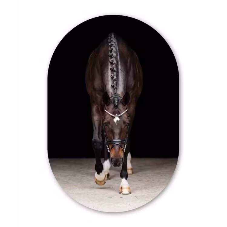 Paard - Modern - Portret Wandcirkel Ovaal Forex klein -3d