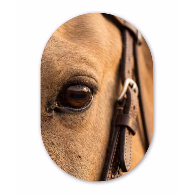 Paard - Oog - Bruin Wandcirkel Ovaal Forex klein -3d