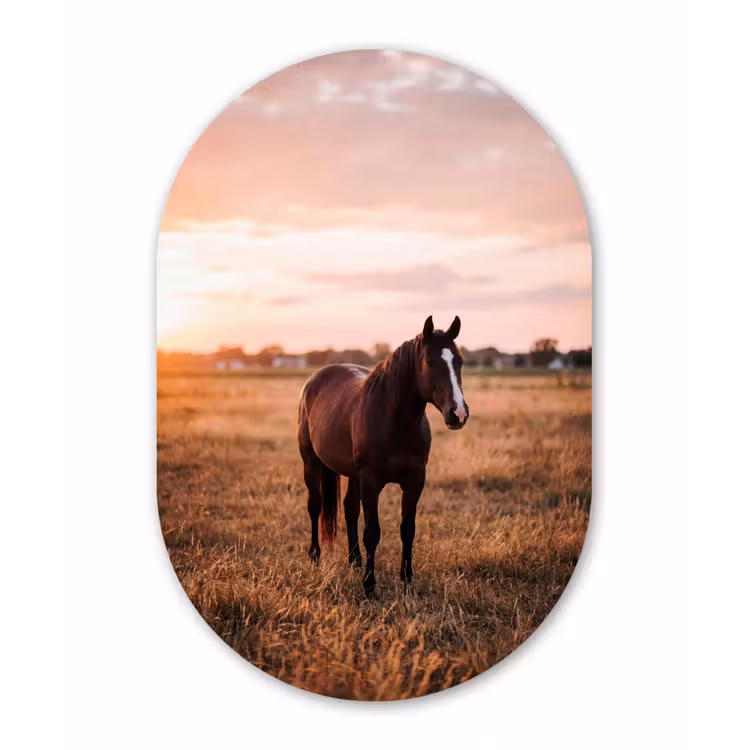 Paard - Zonsondergang - Bruin Wandcirkel Ovaal Forex klein -3d