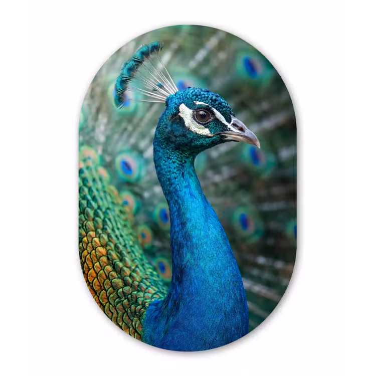 Pauw - Veren - Blauw Wandcirkel Ovaal Forex klein -3d