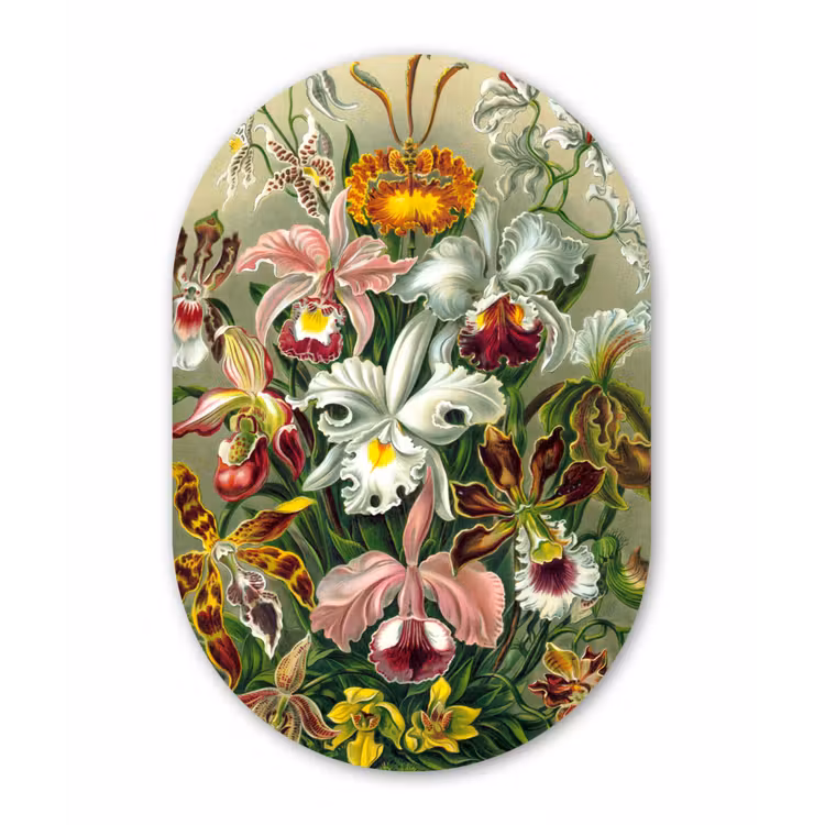 Planten - Natuur - Bloemen - Ernst Haeckel Wandcirkel Ovaal Forex klein -3d