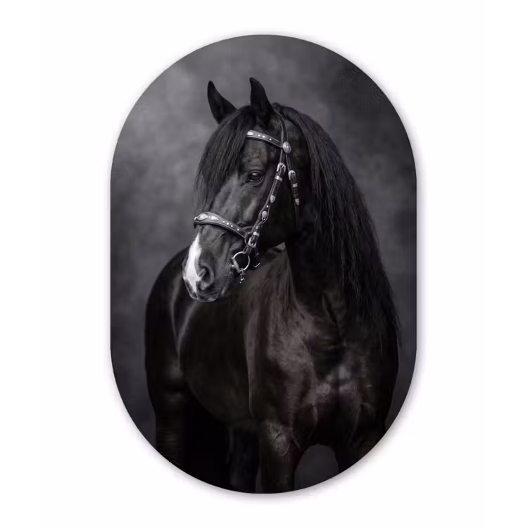 Portret - Paard - Zwart Wandcirkel Ovaal Forex klein -3d
