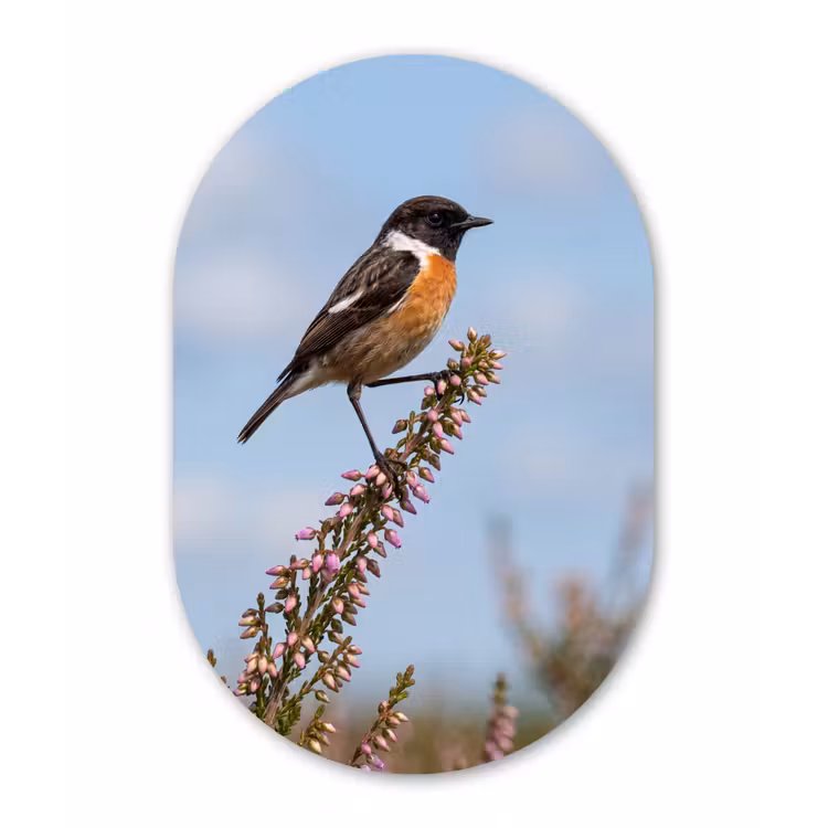 Roodborsttapuit - Heide - Paars - Natuur - Sfeervol Wandcirkel Ovaal Forex klein -3d