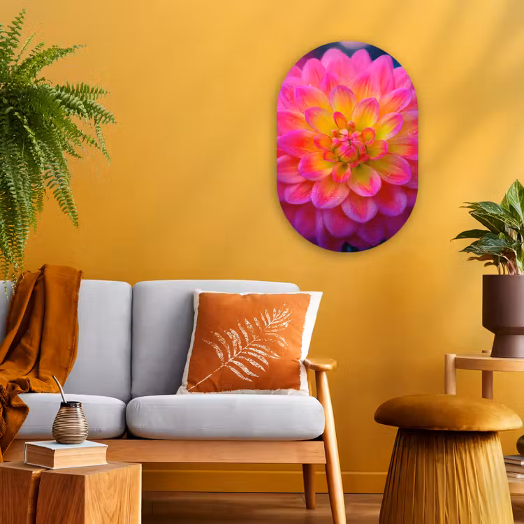 Roze - Dahlia - Kleurrijk Wandcirkel Ovaal Forex klein -sfeer4