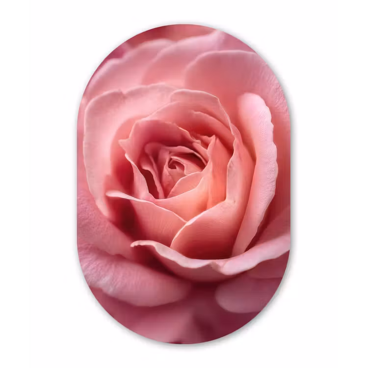 Roze - Roos - Romantisch Wandcirkel Ovaal Forex klein -3d