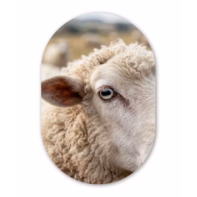 Schaap - Oog - Wit Wandcirkel Ovaal Forex klein -3d