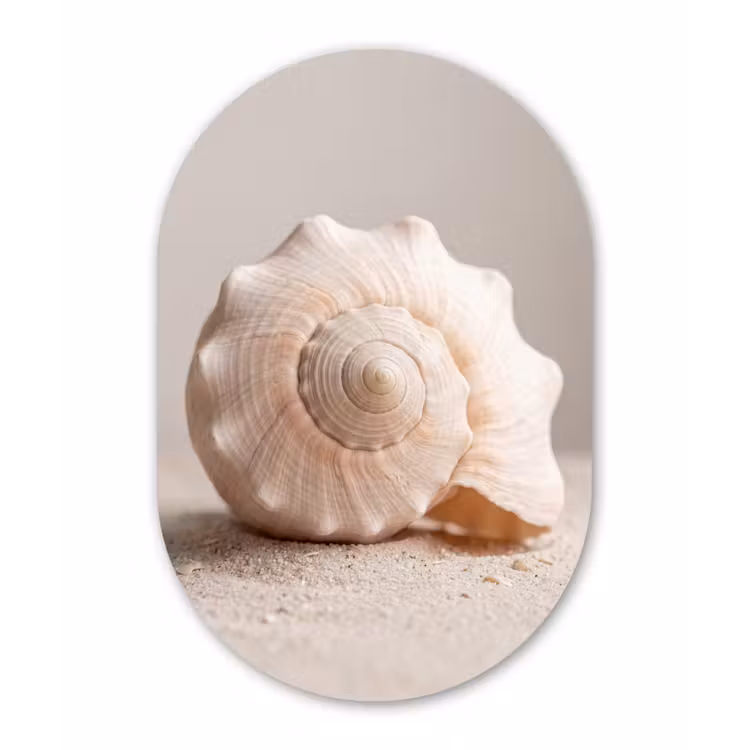 Schelp - Detail - Beige Wandcirkel Ovaal Forex klein -3d