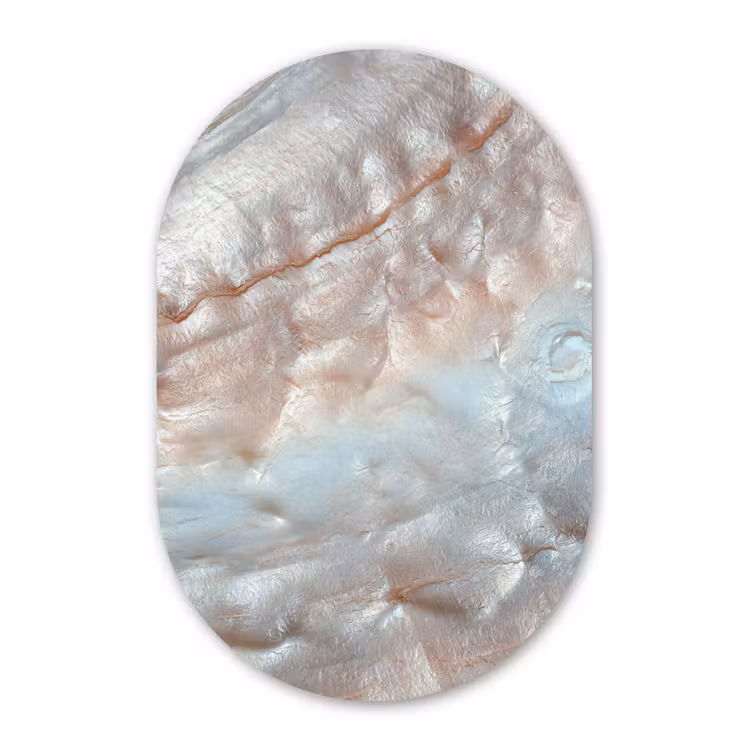Schelpen - Abstract - Natuur Wandcirkel Ovaal Forex klein -3d