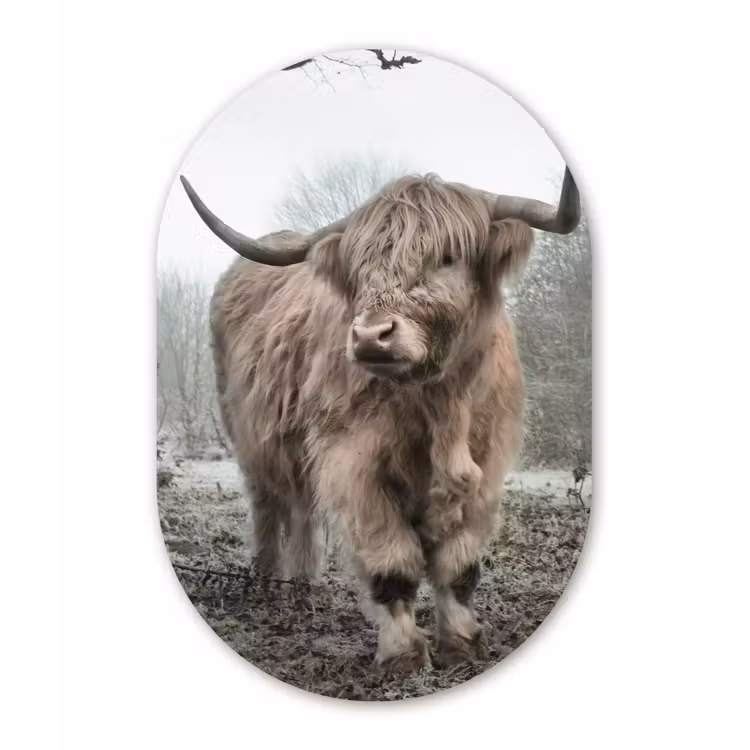 Schotse Hooglander - Bos - Mist - Koe - Dieren - Natuur Wandcirkel Ovaal Forex klein -3d