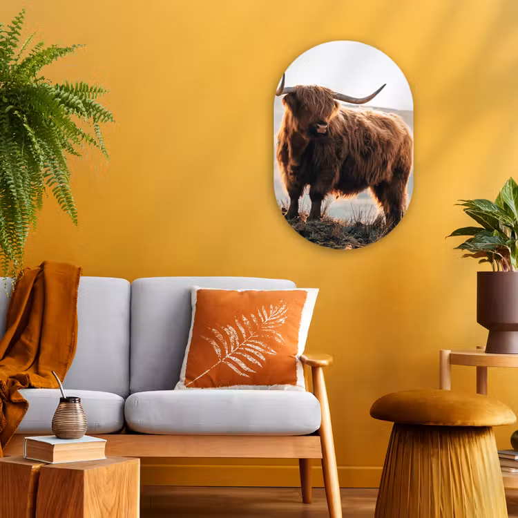 Schotse hooglander - Dieren - Landelijk - Landschap - Koe - Natuur Wandcirkel Ovaal Forex klein -sfeer4