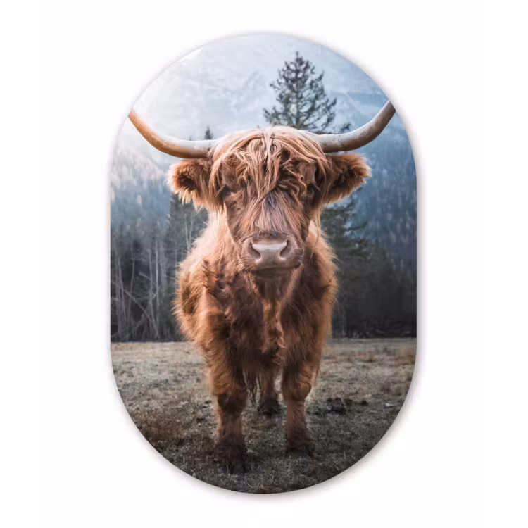 Schotse hooglander - Koe - Dieren - Berg - Natuur Wandcirkel Ovaal Forex klein -3d