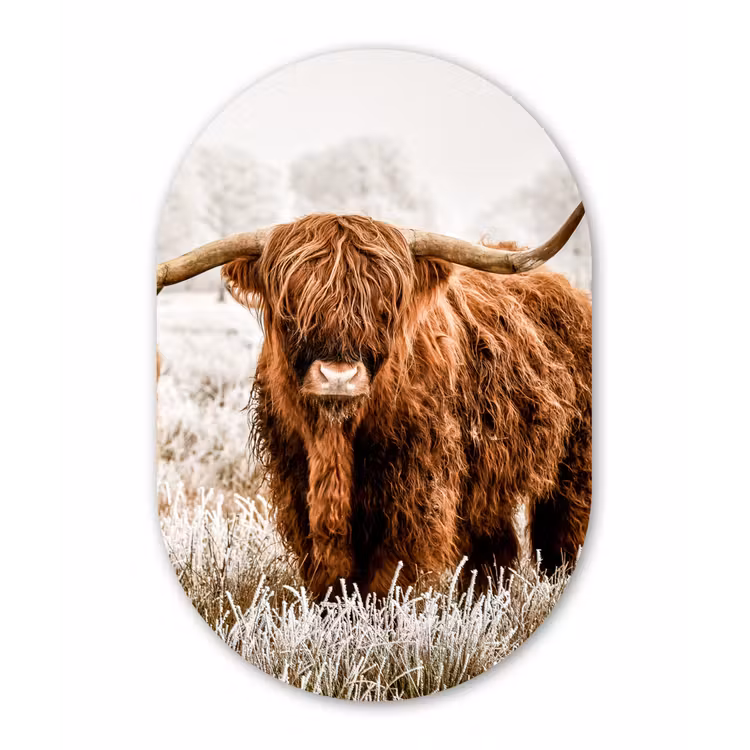 Schotse hooglander - Koe - Dieren - Natuur - Heide Wandcirkel Ovaal Forex klein -3d