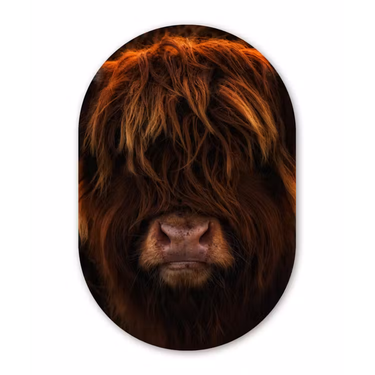 Schotse Hooglander - Koe - Portret - Dieren Wandcirkel Ovaal Forex klein -3d