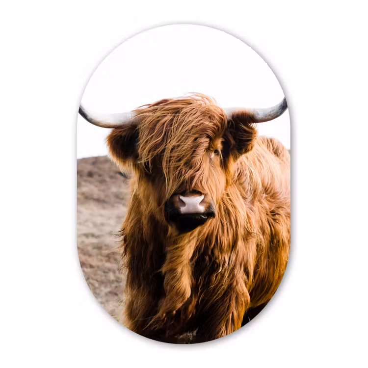 Schotse hooglander - Landschap - Koe - Bruin - Dieren - Natuur Wandcirkel Ovaal Forex klein -3d