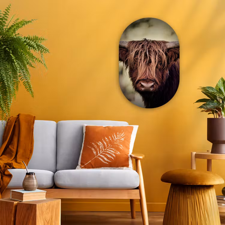 Schotse hooglander - Licht - Portret - Natuur Wandcirkel Ovaal Forex klein -sfeer4