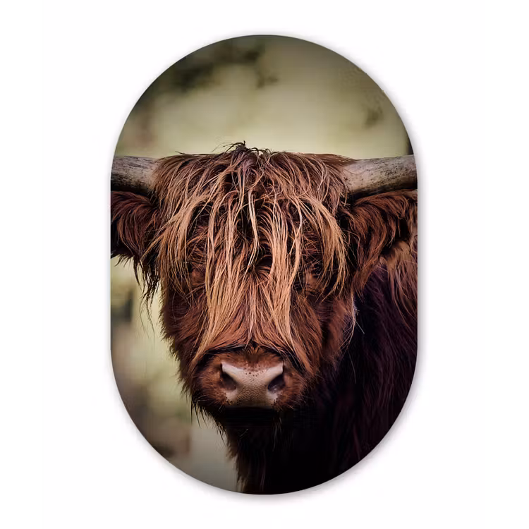 Schotse hooglander - Licht - Portret - Natuur Wandcirkel Ovaal Forex klein -3d