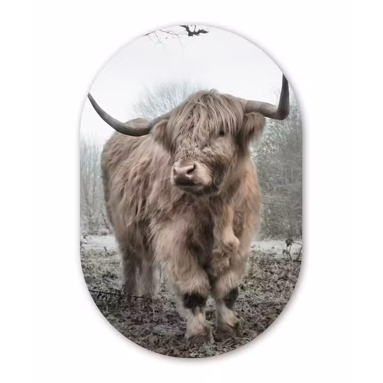 Schotse hooglander - Natuur - Herfst - Dieren - Wild - Bos Wandcirkel Ovaal Forex klein -3d