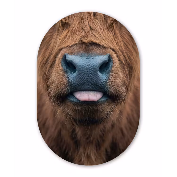 Schotse hooglander - Neus - Bruin Wandcirkel Ovaal Forex klein -3d