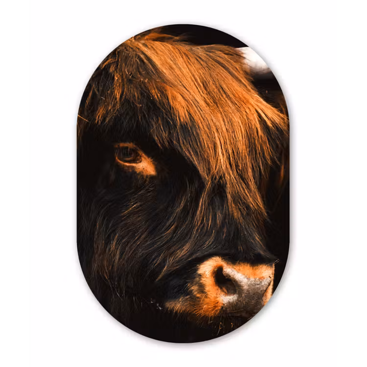 Schotse hooglander - Zwart - Koe - Hoorn - Dieren Wandcirkel Ovaal Forex klein -3d