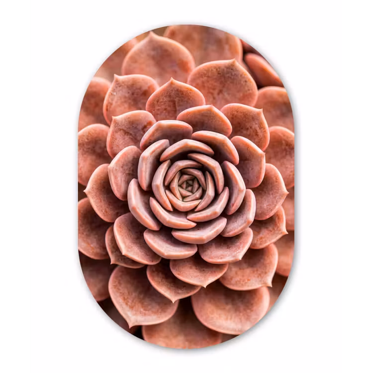 Vetplant - Organisch - Roze Wandcirkel Ovaal Forex klein -3d