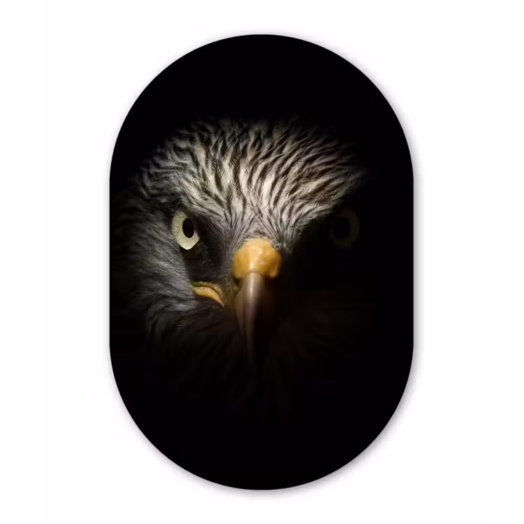 Vogel - Adelaar - Roofvogels - Oog - Snavel - Licht Wandcirkel Ovaal Forex klein -3d