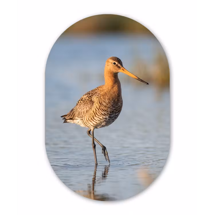 Vogel - Steltloper - Water - Natuur Wandcirkel Ovaal Forex klein -3d