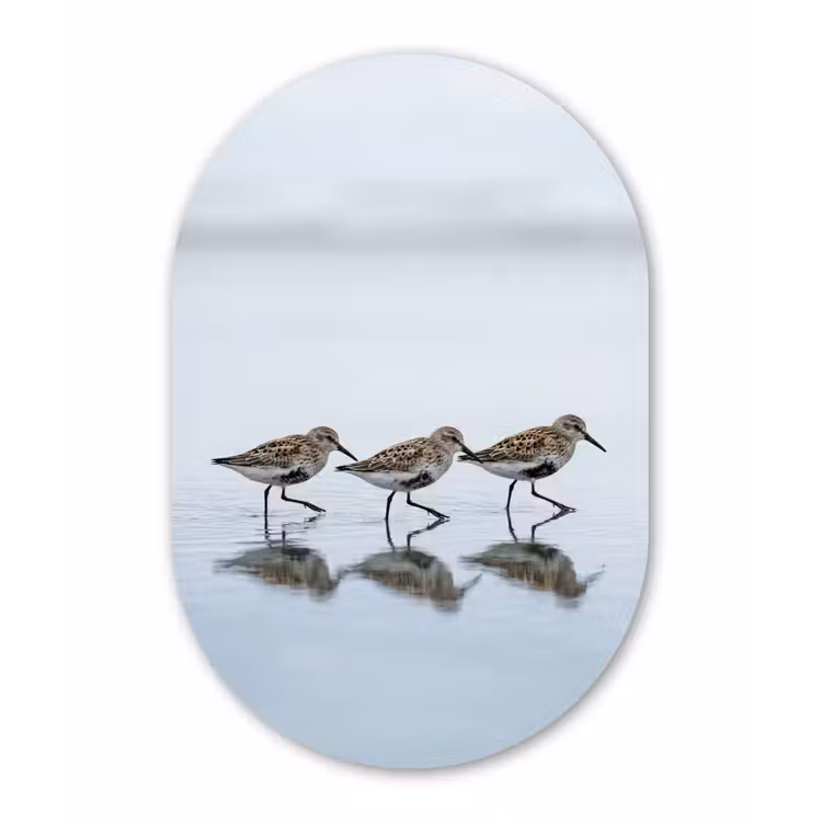 Vogels - Water - Grijs Wandcirkel Ovaal Forex klein -3d