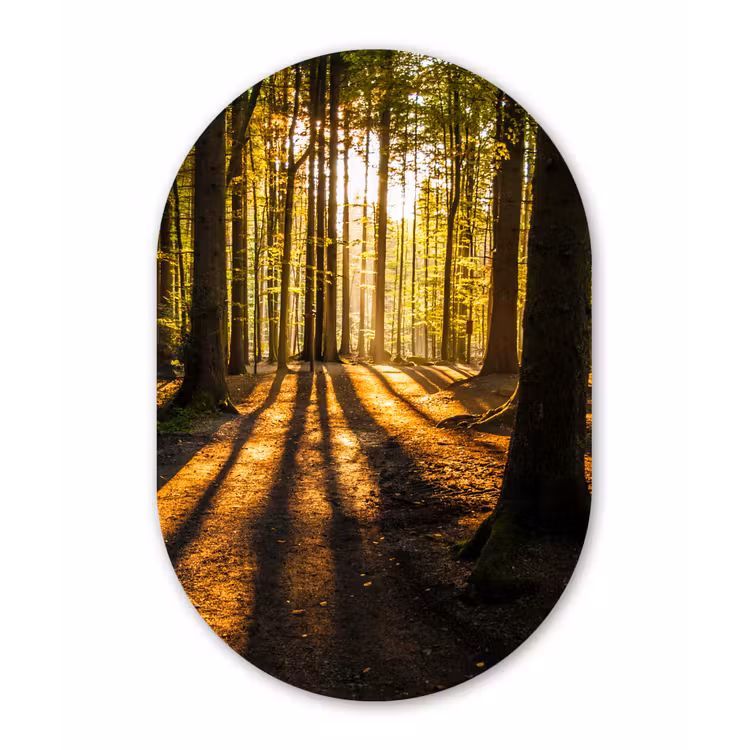 Zon - Bomen - Bos - Landschap - Natuur Wandcirkel Ovaal Forex klein -3d