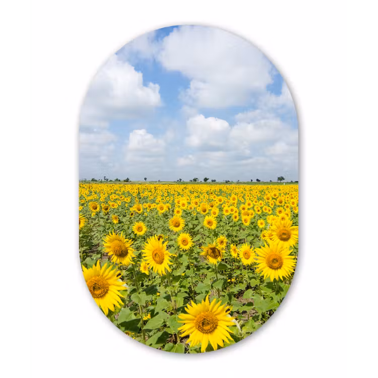Zonnebloemen - Wolken - Natuur Wandcirkel Ovaal Forex klein -3d
