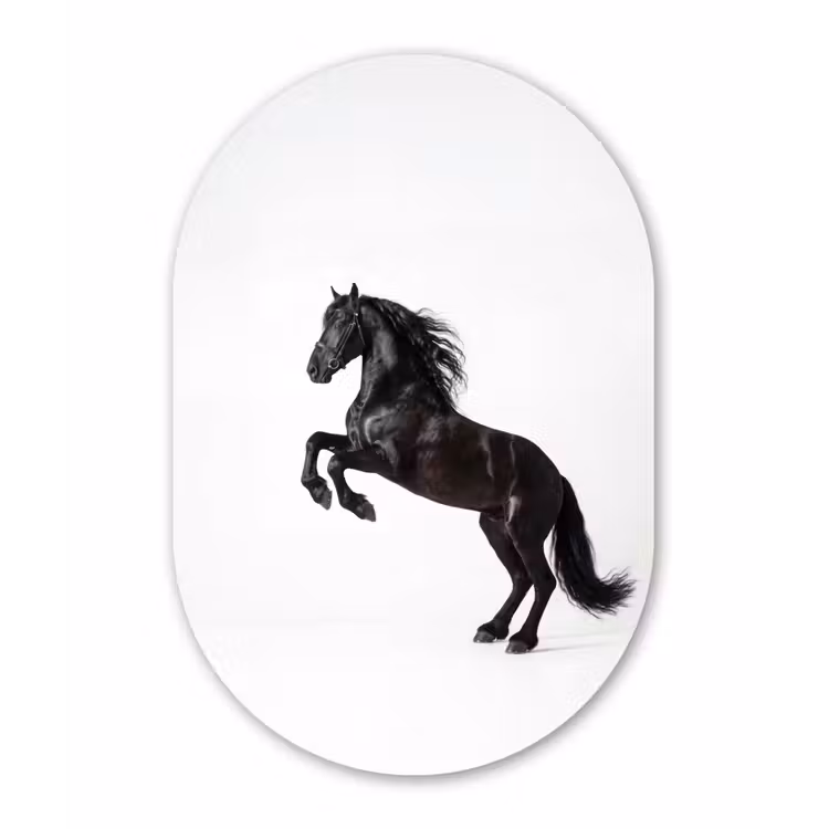 Zwart - Paard - Portret Wandcirkel Ovaal Forex klein -3d