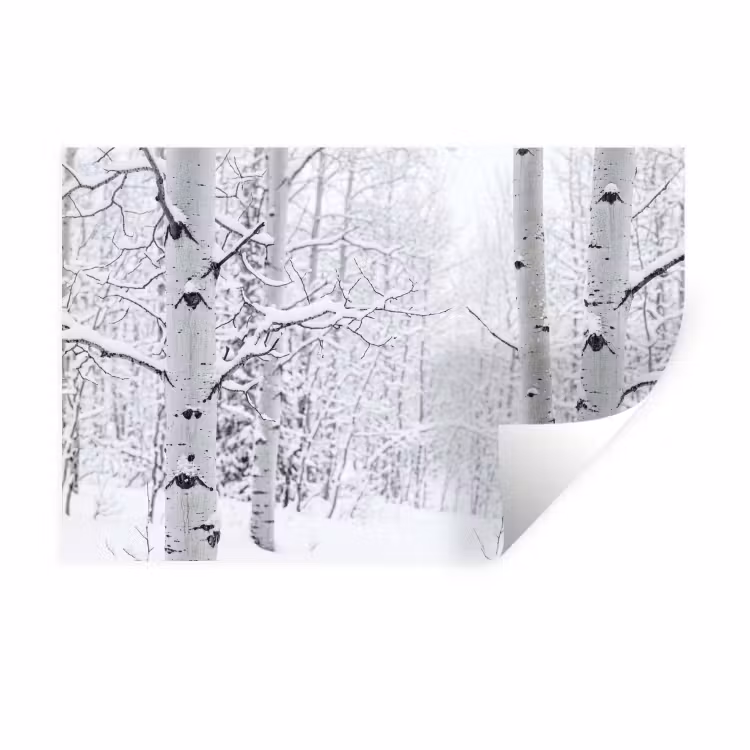 Berkenbomen - Sneeuw - Winter - Bos - Wit Muursticker klein -3d