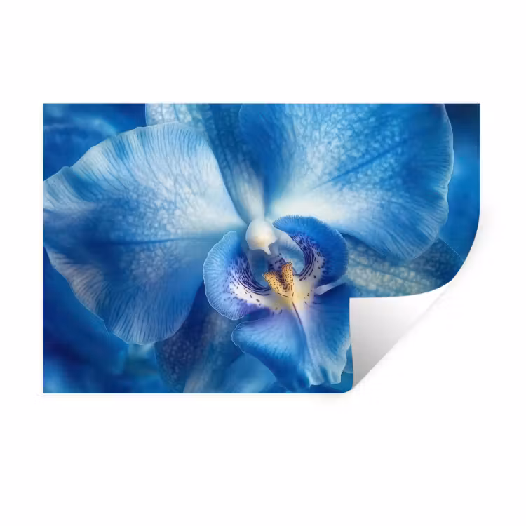 Blauw - Orchidee - Elegeant Muursticker klein -3d