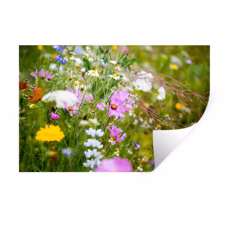 Bloemen - Natuur - Groen - Gras - Paars - Wit Muursticker klein -3d