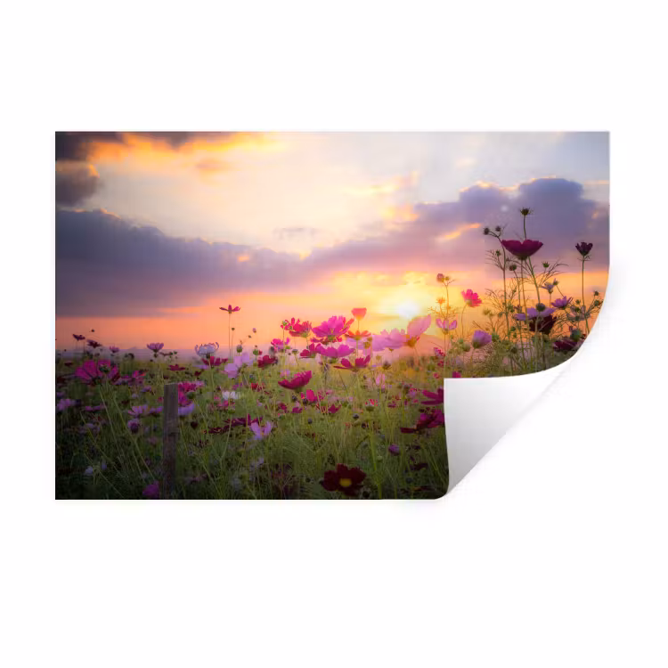 Bloemen - Roze - Zonsondergang - Natuur - Weide - Horizon Muursticker klein -3d